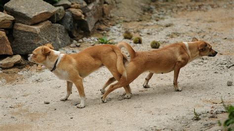 獣姦エロ動画|日本の獣姦. 動物エロ動画や獣姦動画が無料！.